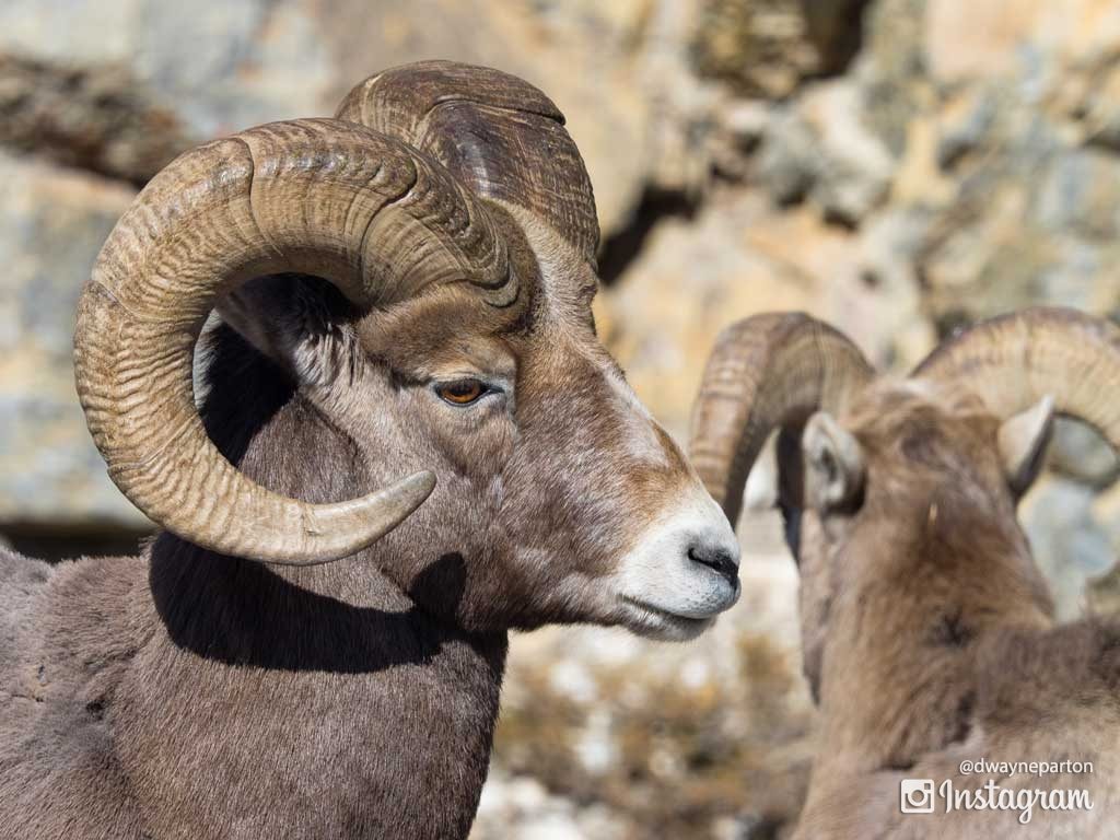 bighorn_sheep_in_jasper